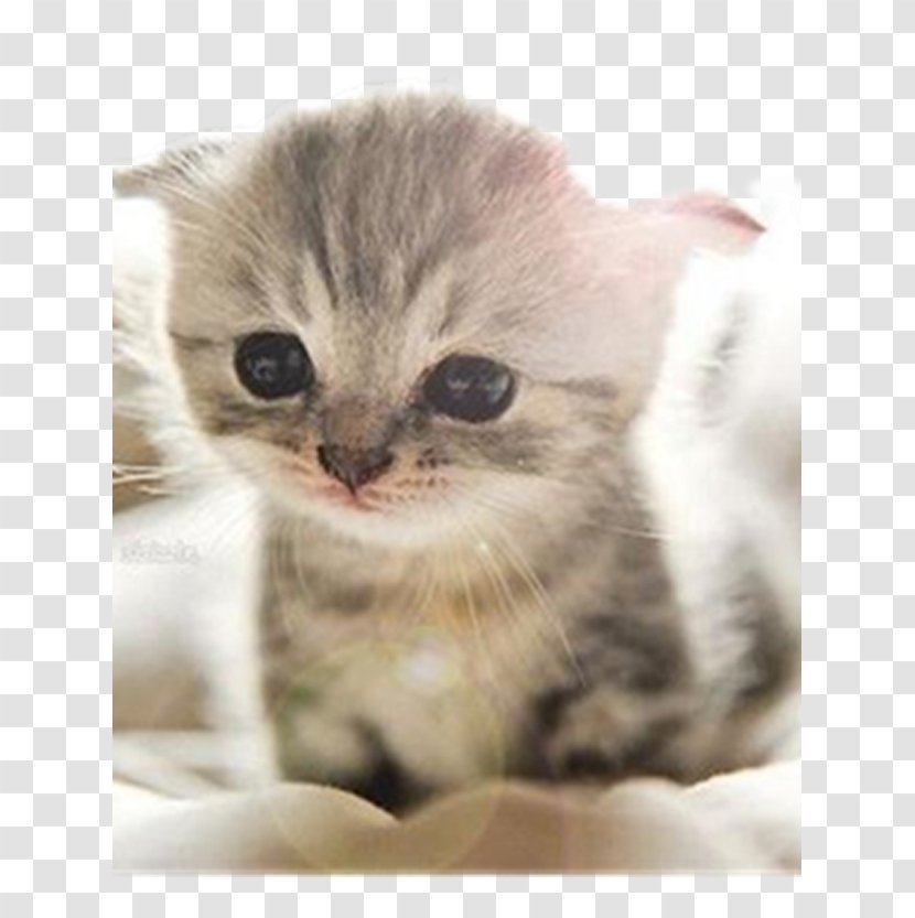 Scottish Fold Munchkin Cat Abyssinian Kitten Puppy - Carnivoran - Pet Transparent PNG