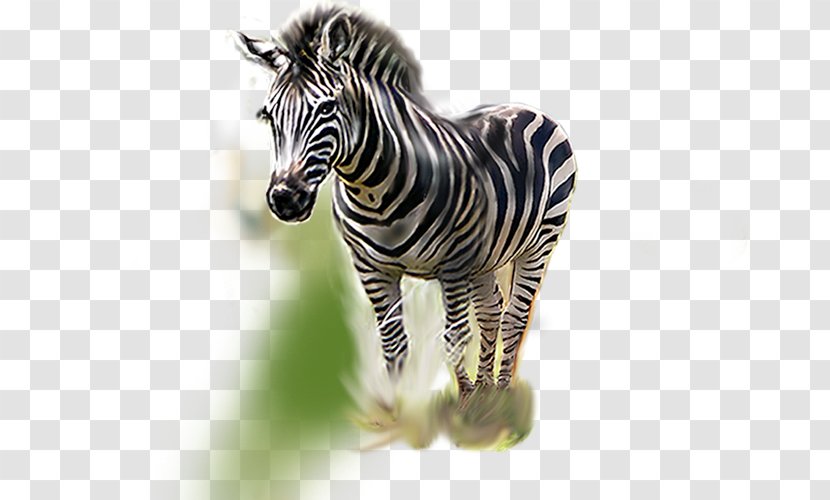 Quagga Zebra Animal - Art Transparent PNG