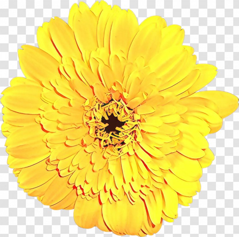 Flower Yellow Gerbera Petal English Marigold - Cut Flowers Plant Transparent PNG