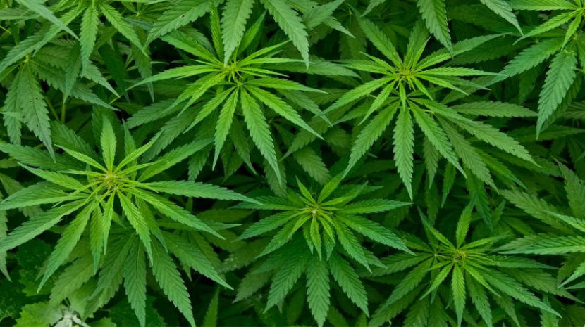 Bhang Cannabis Tree Marijuana Plant - Drug Transparent PNG