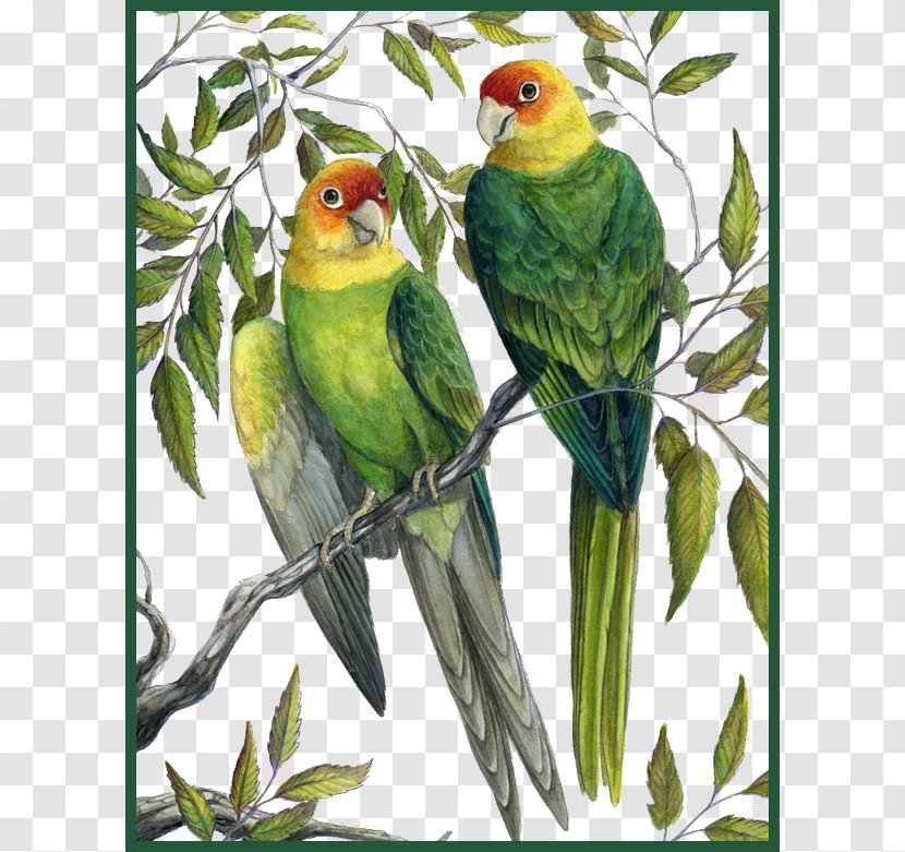 Eastern United States Carolina Parakeet Parrot The Birds Of America - Neotropical - Lead Color Painting Transparent PNG