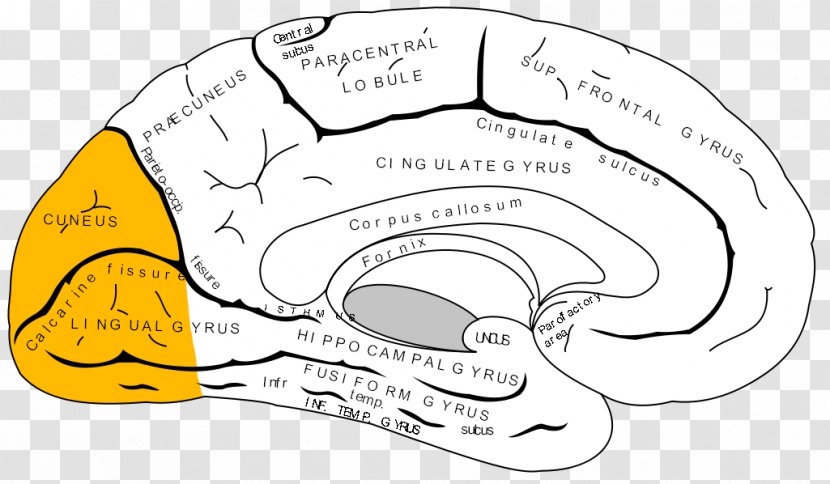 Anterior Cingulate Cortex Cerebral Prefrontal Brain - Frame - Tongue Tip Transparent PNG