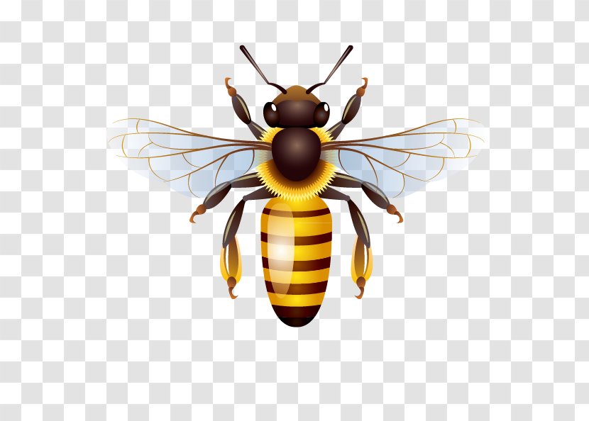 Honey Bee Clip Art - Pest Transparent PNG