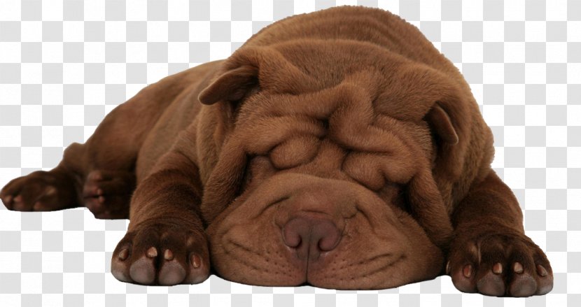 Miniature Shar Pei Chow Puppy Dog Breed - Wrinkle - Shar-pei Transparent PNG