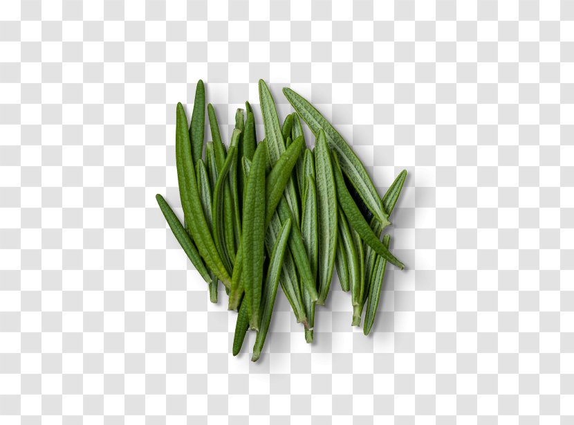 Rosemary Herb Green Bean Extract - Grass Transparent PNG