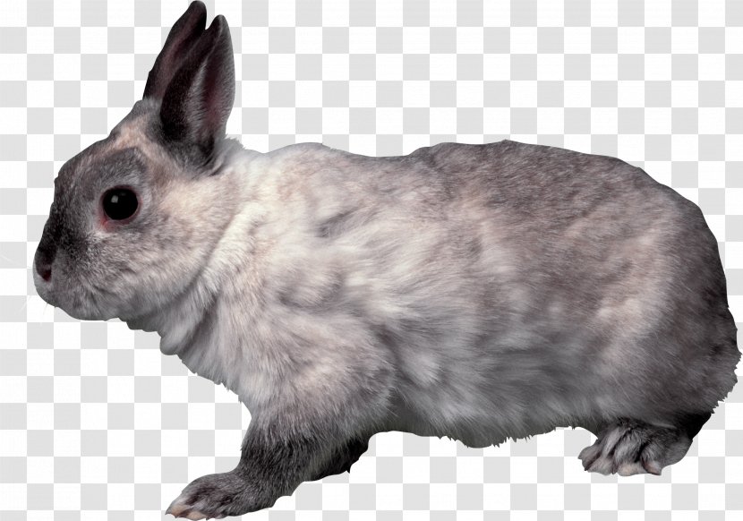 Domestic Rabbit French Lop Hare Holland - European - Image Transparent PNG