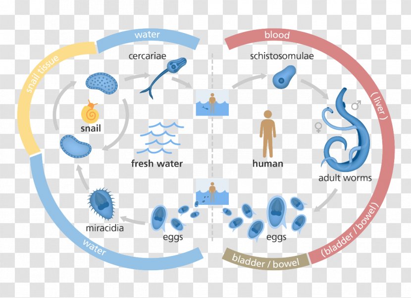 Schistosoma Mansoni Japonicum Haematobium Schistosomiasis Biological Life Cycle - Disease - Christmas Fig. Transparent PNG