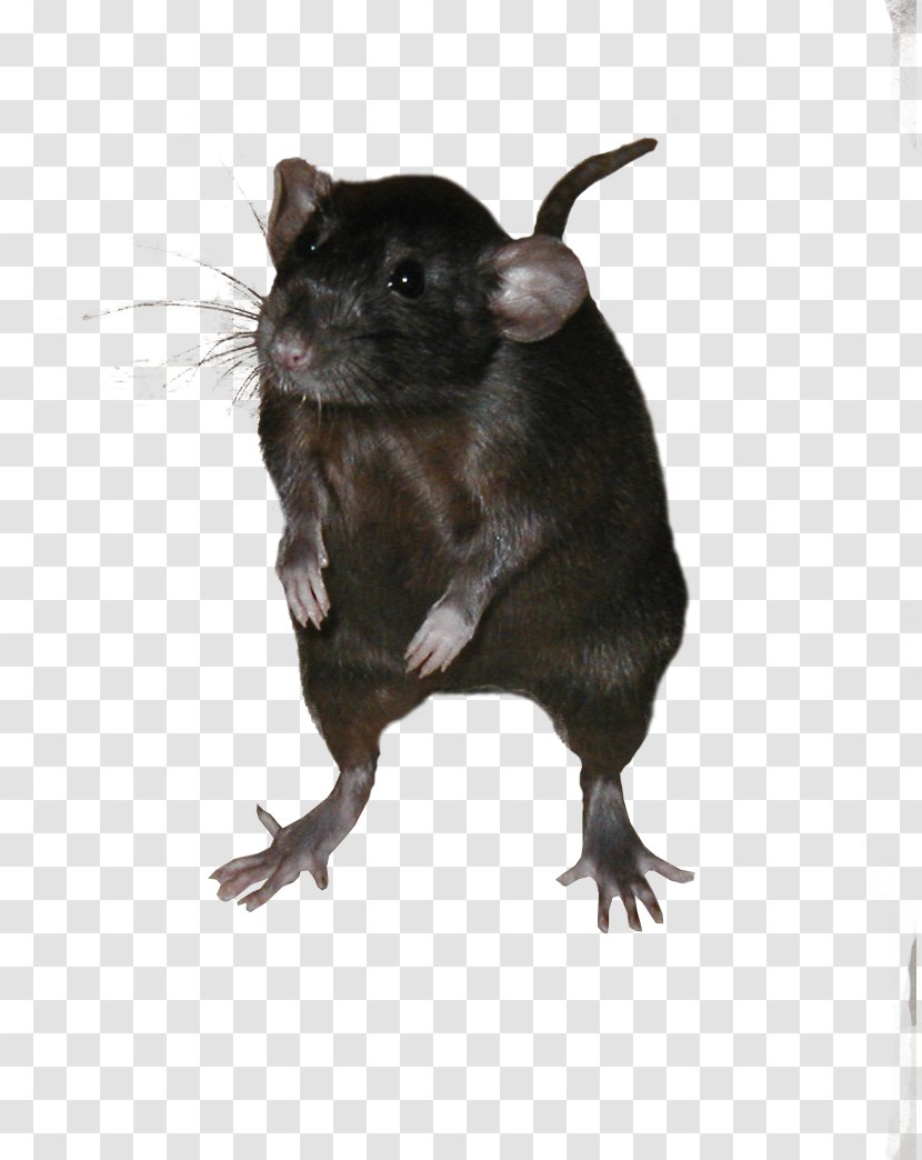 Mouse Gerbil Ricefield Rat Black Rodent - Mice And Rats, Transparent PNG