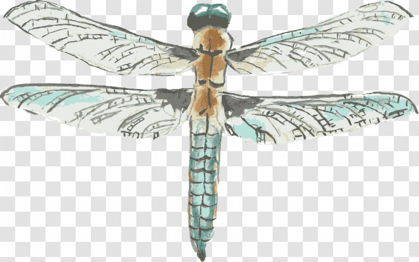 Dragonfly Drawing Watercolor Painting - Tiff - Vector Transparent PNG