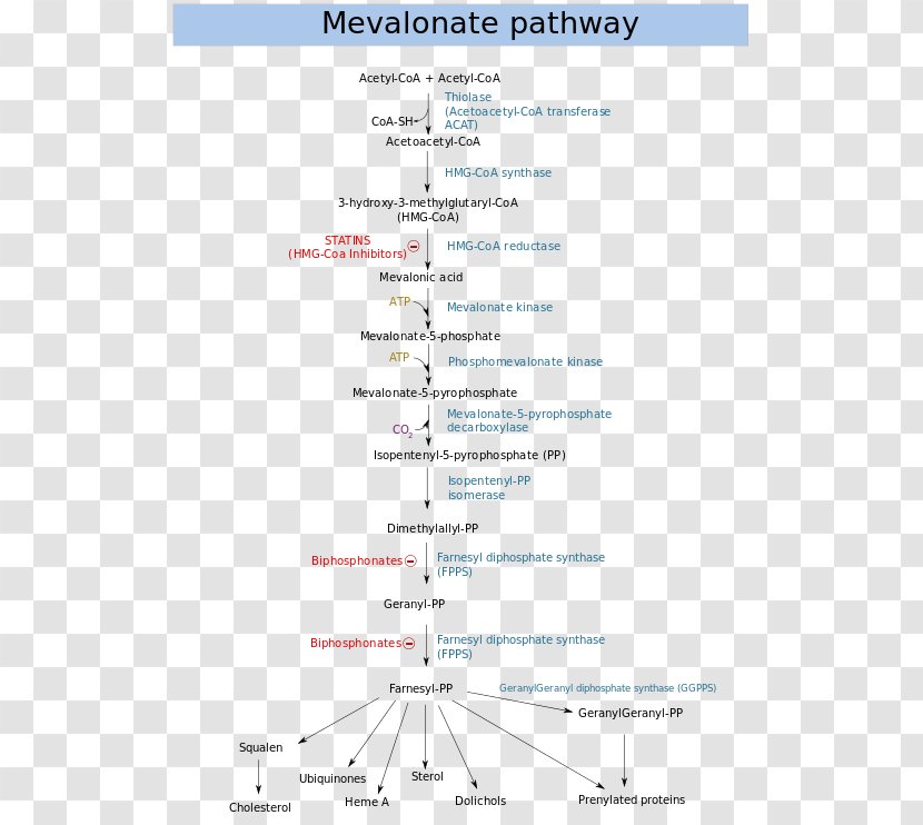 Mevalonate Pathway Mevalonic Acid Metabolic HMG-CoA Reductase Dimethylallyl Pyrophosphate - Parallel - Kinase Deficiency Transparent PNG