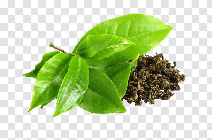 Green Tea Camellia Sinensis Epigallocatechin Gallate - Catechin Transparent PNG
