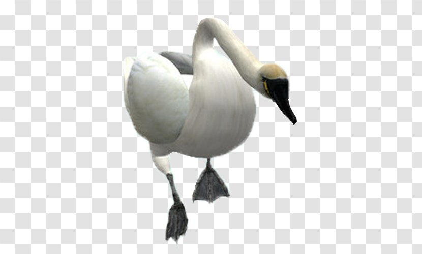 Mute Swan Bird Goose Transparent PNG