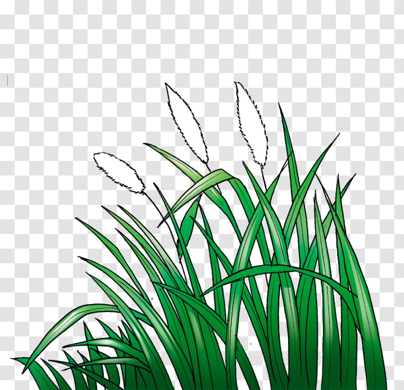 Lawn Cogon Grass Animation Sketch Transparent PNG
