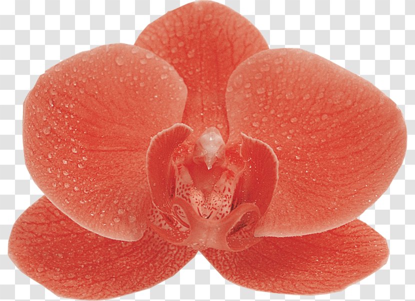 Moth Orchids Image File Formats Clip Art - Orchid - Peach Transparent PNG