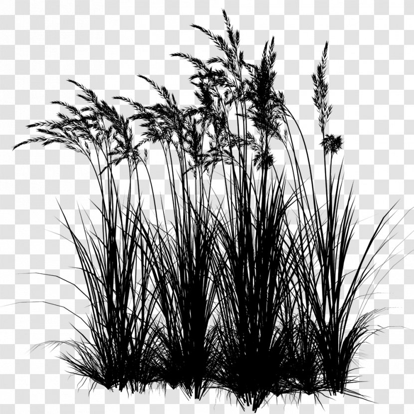 Centerblog Sweet Grass Image Prairie - Vetiver Transparent PNG