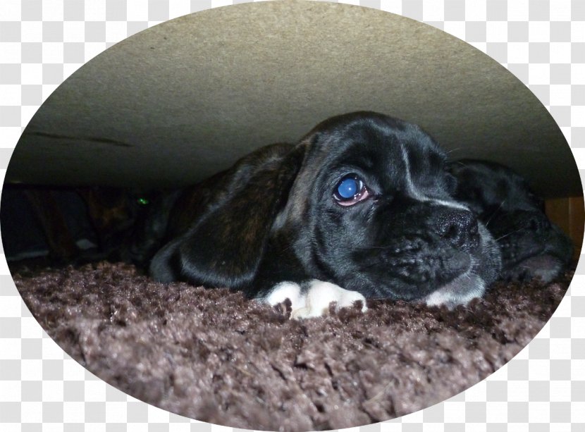 Puggle Boxerzwinger Von Der Großen Zeder Puppy Dog Breed - Litter Transparent PNG