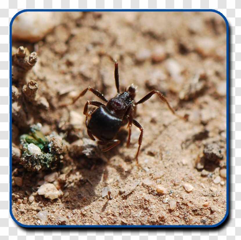 The Ants Essential Pest Control Scorpion - Invertebrate Transparent PNG