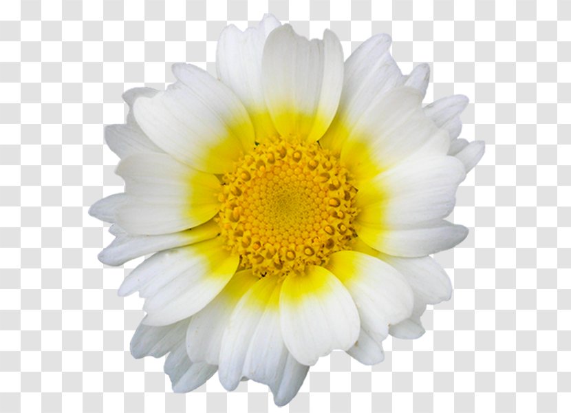 Internet Forum Imgur Sticker - Plant - Chrysanths Transparent PNG
