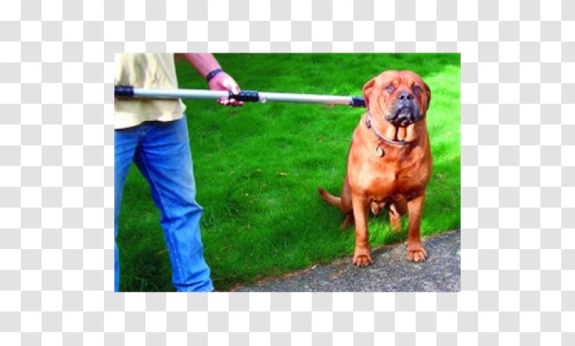 Dog Breed Tosa Boerboel Bullmastiff Dogue De Bordeaux - Breedspecific Legislation - Mecanism Transparent PNG