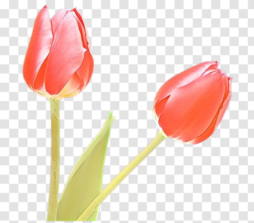 Orange - Lily Family - Pedicel Transparent PNG