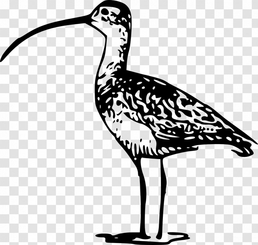 Bird Long-billed Curlew Clip Art - Monochrome Photography Transparent PNG