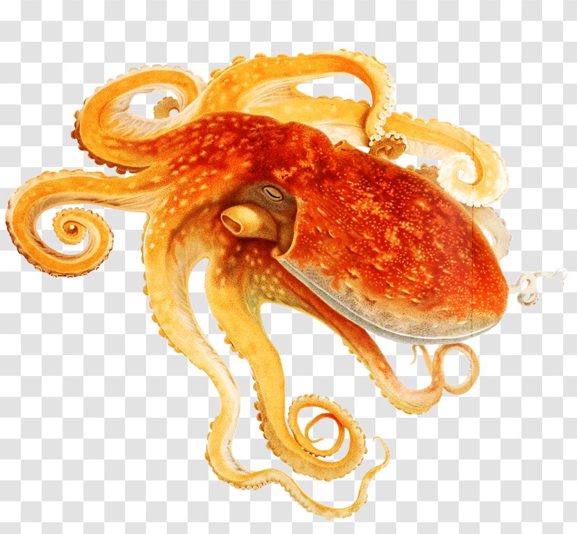 Common Octopus Cephalopod Squid Eledone Moschata - Cuttlefish Transparent PNG