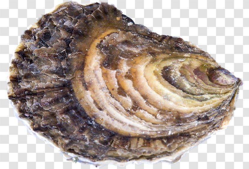 Oyster Farming Clam Mussel Ostrea Edulis - Clams Oysters Mussels And Scallops - Moules Transparent PNG