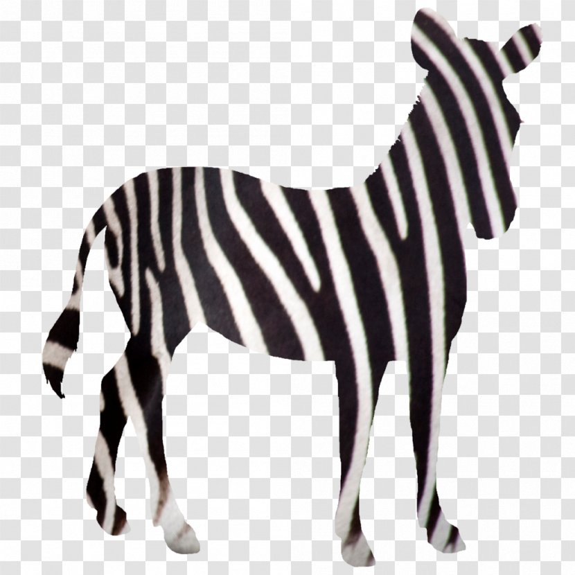 Quagga Horse Zebra Foal DeviantArt Transparent PNG