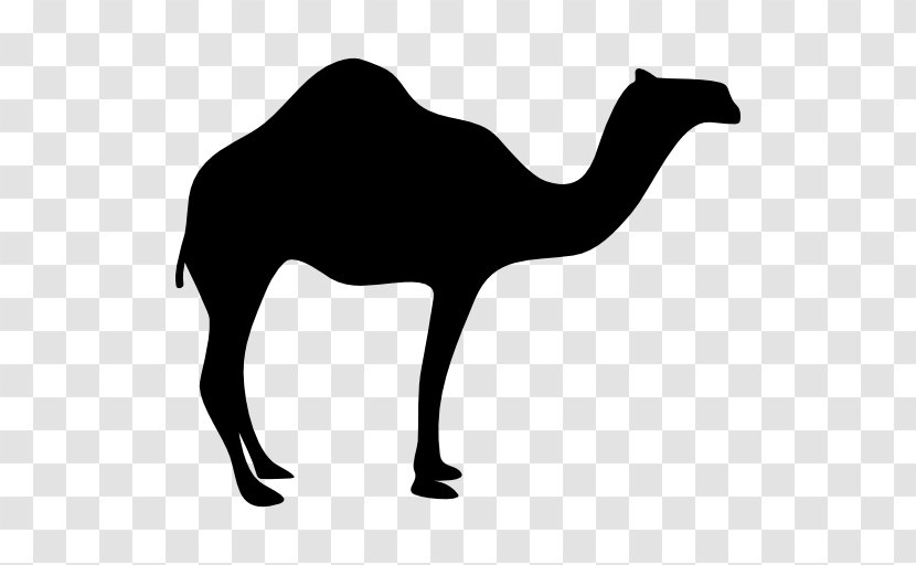 Dromedary Bactrian Camel Silhouette Clip Art Transparent PNG