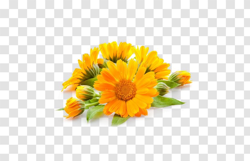 Calendula Officinalis Oil Tincture Plant Skin Care - Daisy Family Transparent PNG