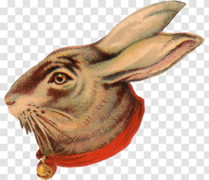 Domestic Rabbit Hare Wildlife Fauna - Snout Transparent PNG