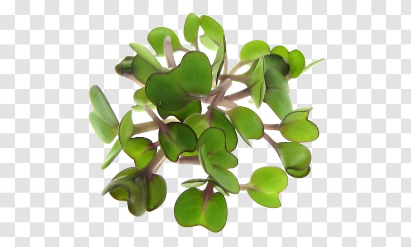 Raw Foodism Microgreen Sprouting Seed Salad - Alfalfa Transparent PNG