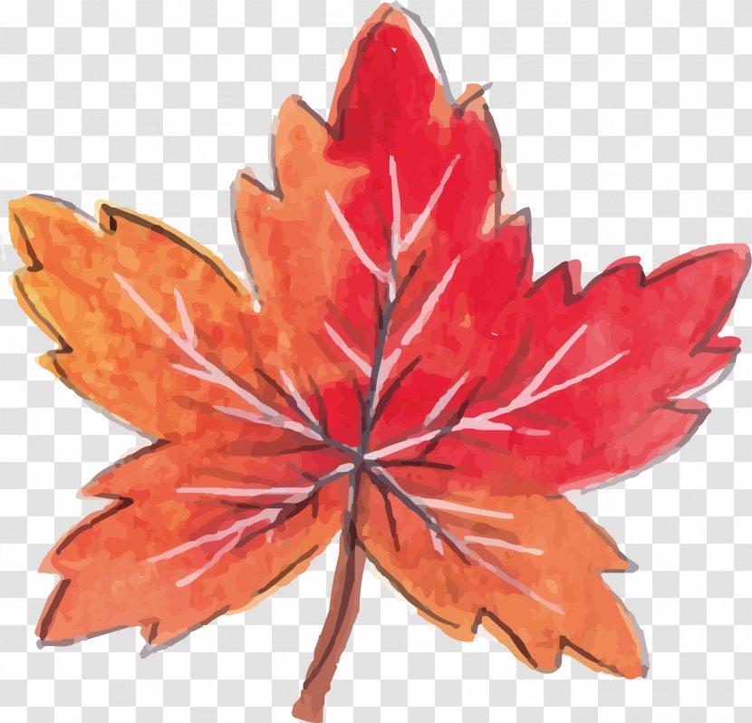 Maple Leaf Red Computer File - Leaves Transparent PNG