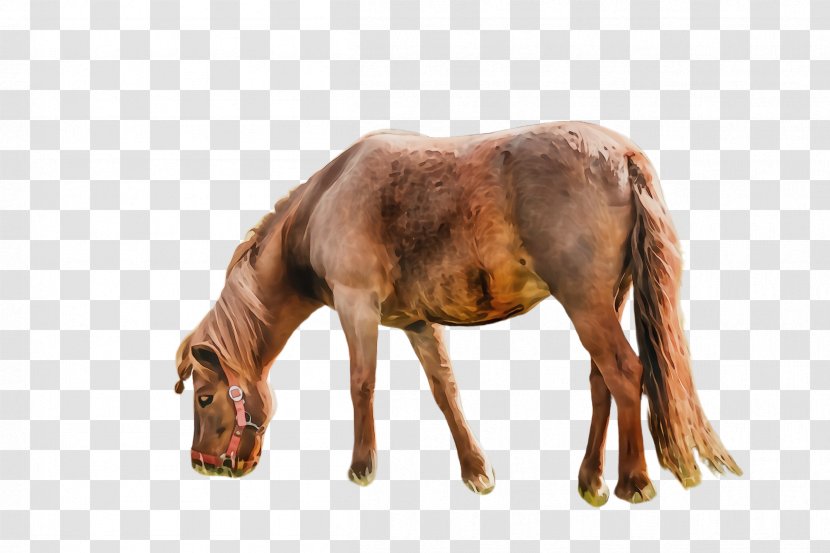 Horse Animal Figure Sorrel Brown Mare - Stallion Liver Transparent PNG