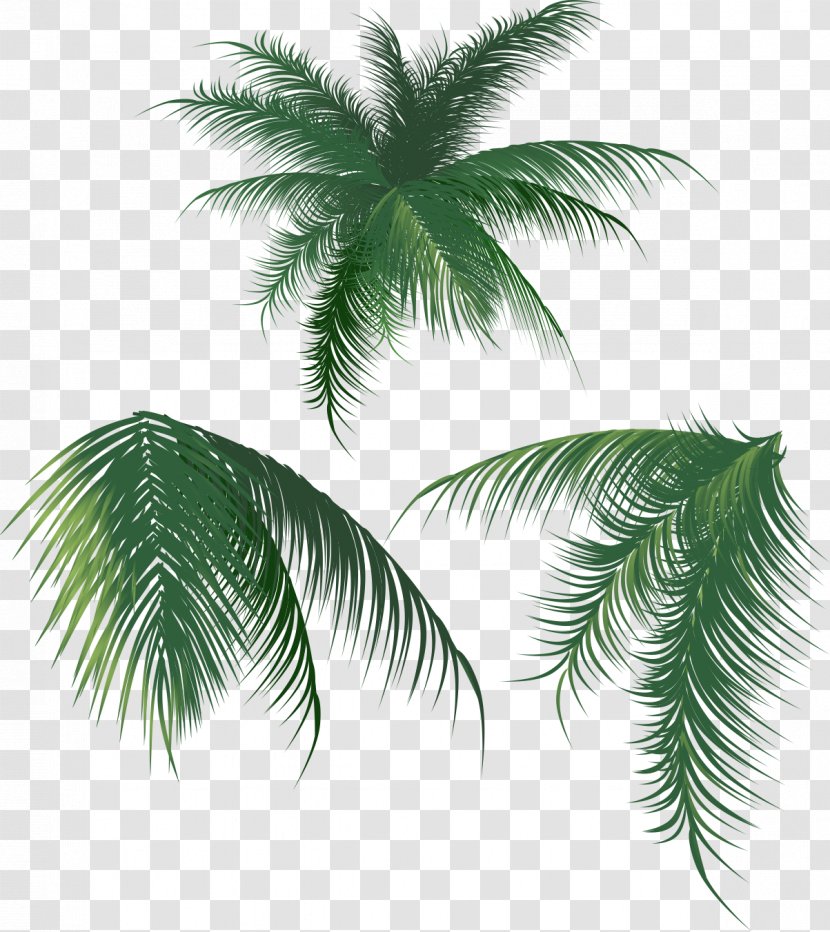 Coconut Leaf Arecaceae - Pattern - Leaves Transparent PNG
