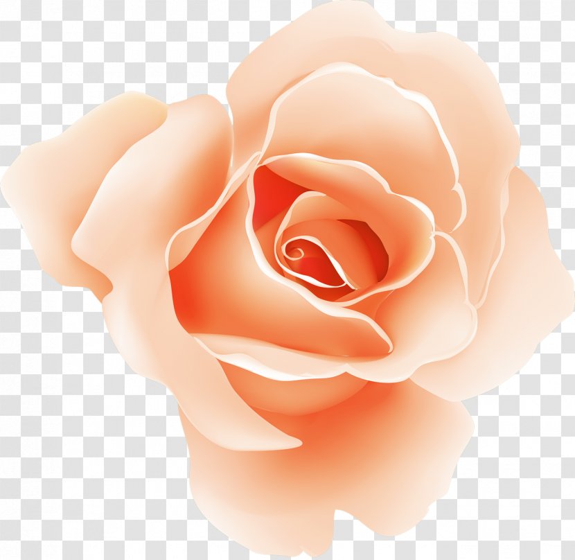 Garden Roses Screenshot - Close Up - Rose Transparent PNG