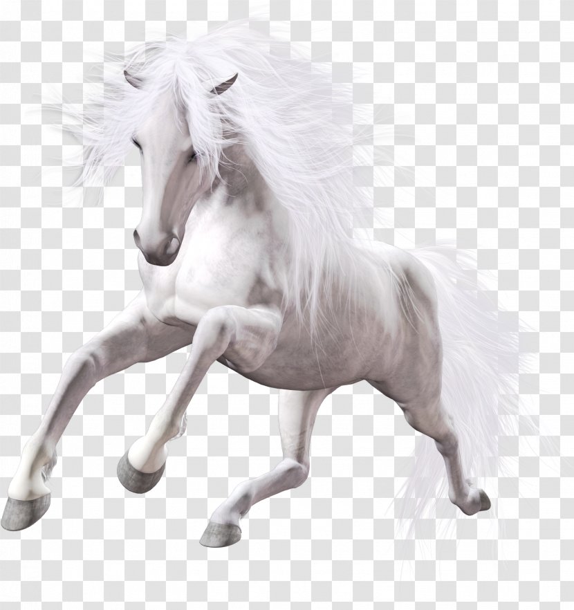 American Paint Horse Stallion White Mare - Pony Transparent PNG