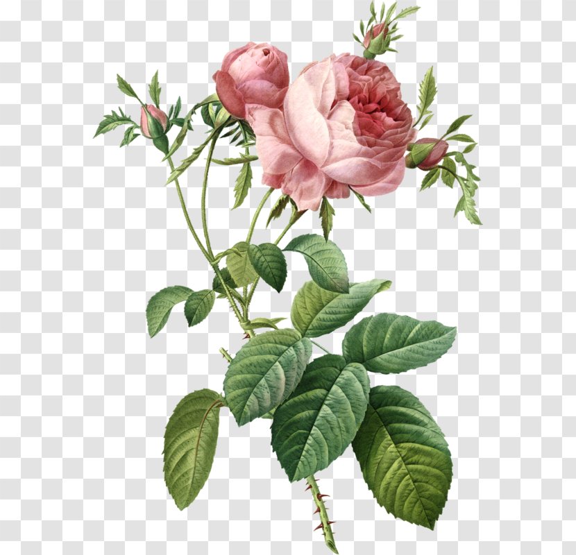 Garden Roses Cabbage Rose Painting Art Transparent PNG