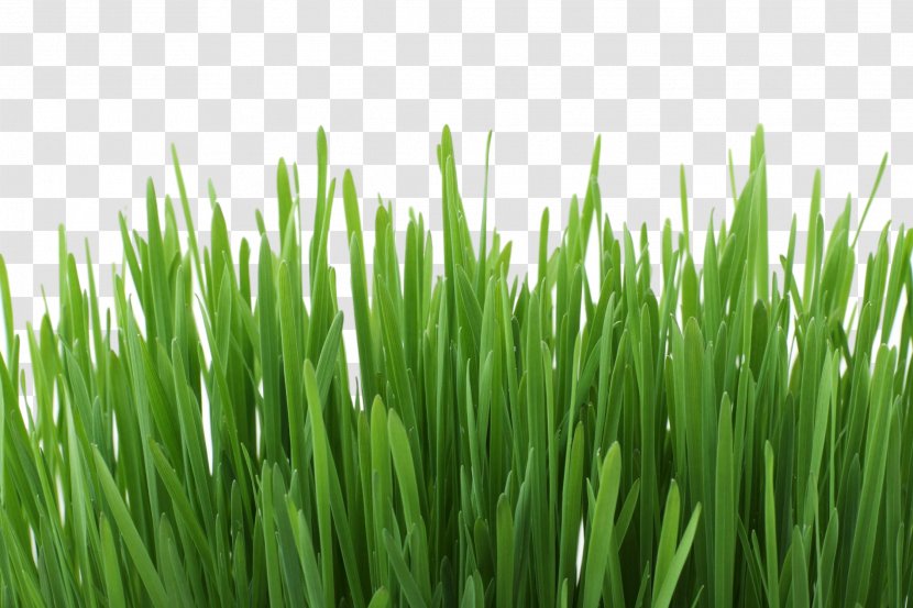 Team Green Lawn Care B.Rose Property Services Gardening Capital City LLC - Grass Family - Herb Transparent PNG