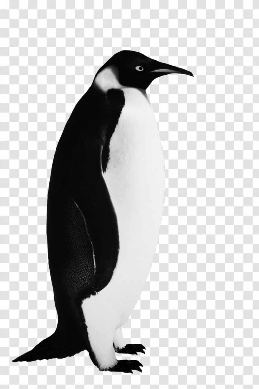 Penguin Clip Art Image Bird - Black And White Transparent PNG