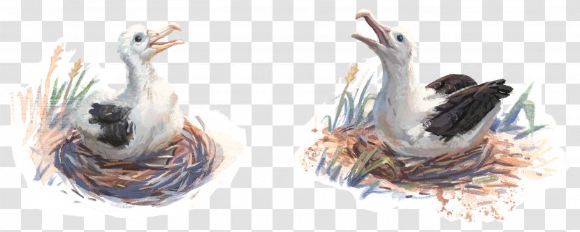 Toroa's Journey Potton & Burton Bird Email Beak - Painting - Nest Transparent PNG
