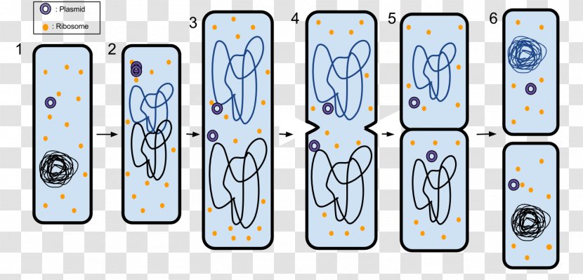 Fission Prokaryote Asexual Reproduction Cell Division - Bacteria - Fungi Transparent PNG