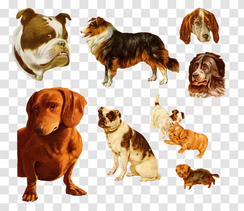 Dachshund Bulldog Puppy - All Types Of Dogs Transparent PNG