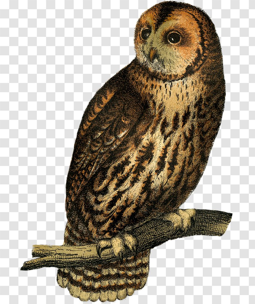 Great Grey Owl Beak Falcon Terrestrial Animal - Bird Transparent PNG