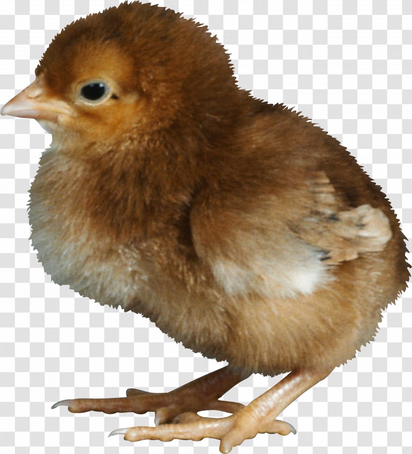 Chicken Kifaranga Clip Art - Bird - PASQUA Transparent PNG