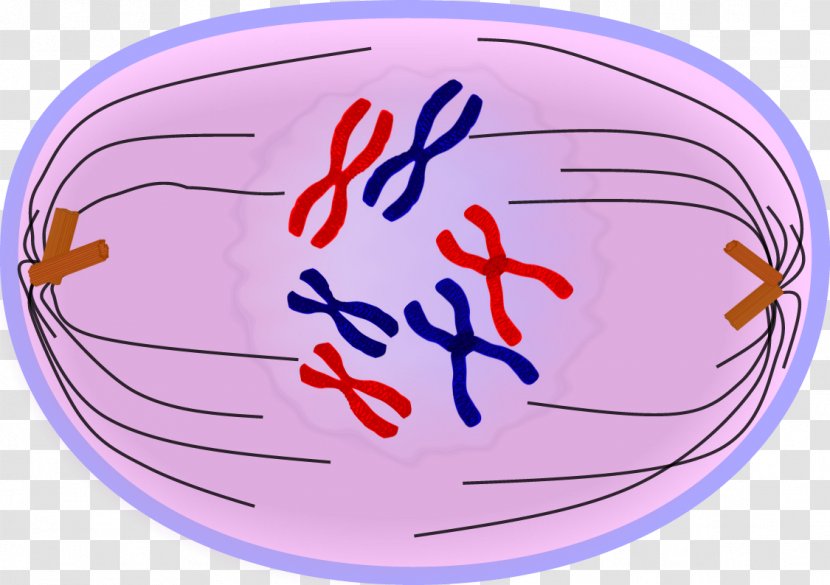 Anaphase Mitosis Telophase Prometaphase Prophase - Cytokinesis Transparent PNG