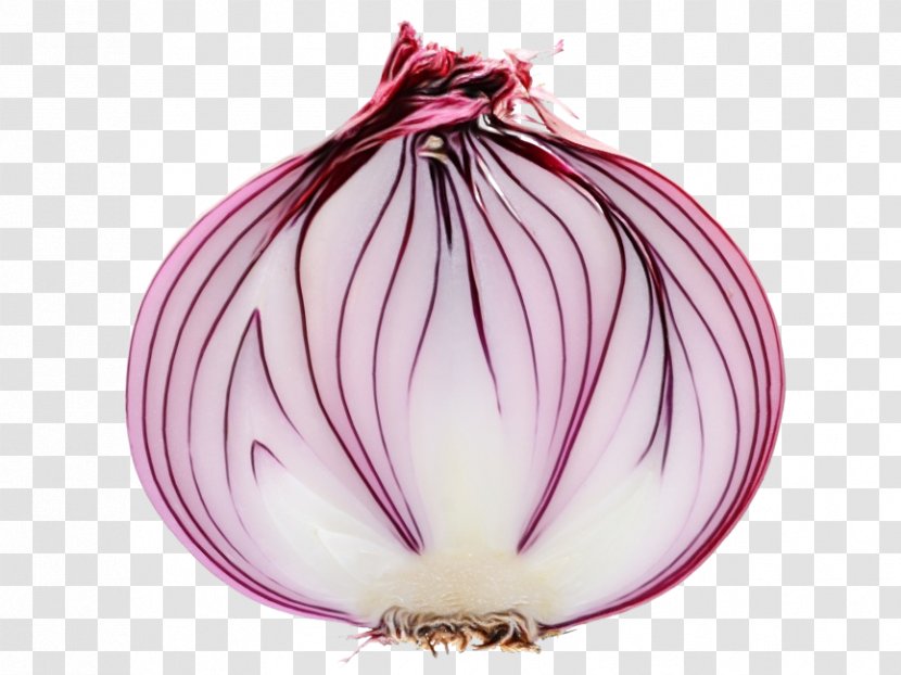 Shallots Red Onion Purple - Vegetable Transparent PNG