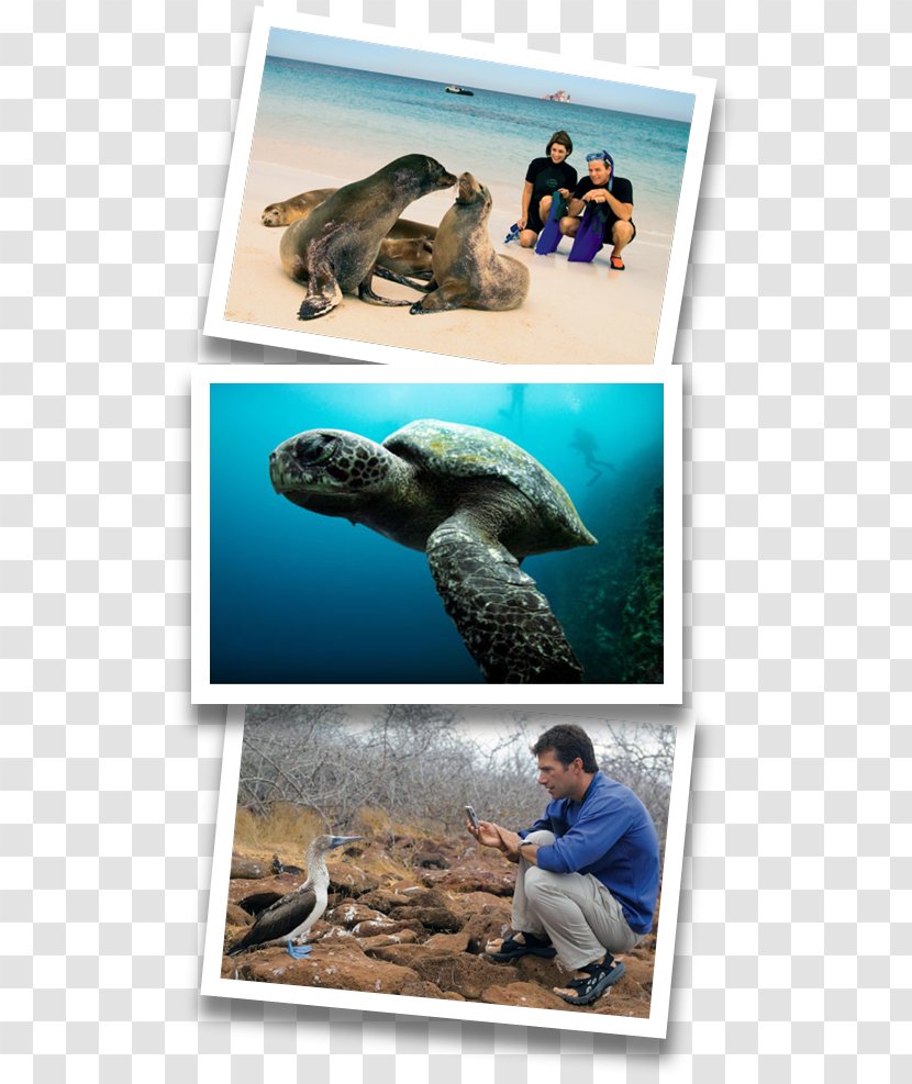 Sea Turtle Galápagos Islands Fauna Collage Transparent PNG