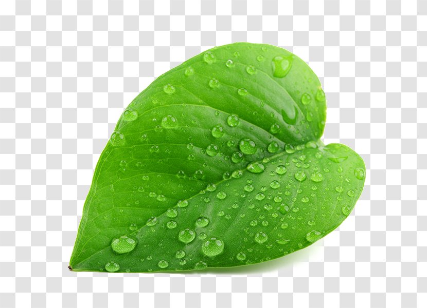 Drop Leaf Green Dew Stock Photography Transparent PNG