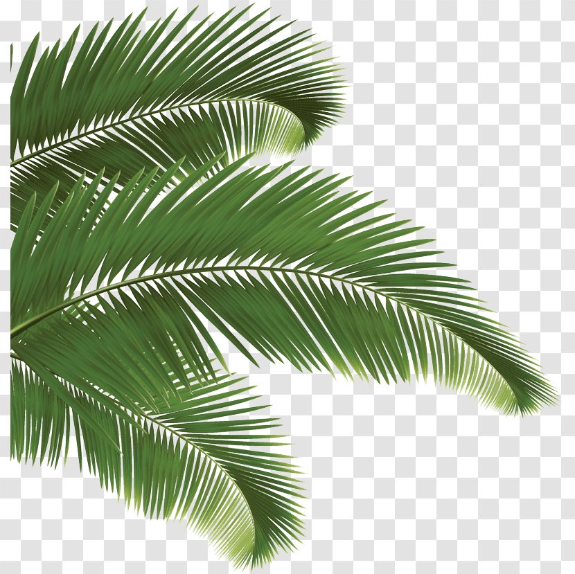Arecaceae Palm Branch - Elaeis - Leaf Transparent PNG